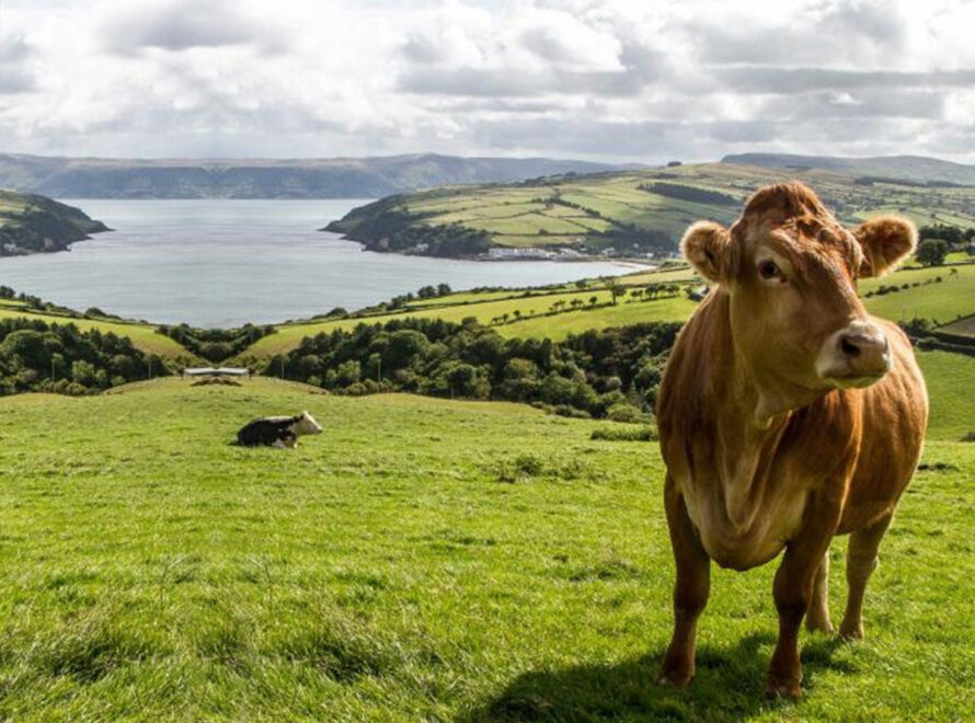 The Farmers Sentiment Darkens Hopes Fade